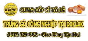 Read more about the article Trứng Gà Công Nghiệp BMT